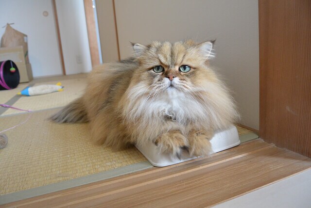 foo-chan06