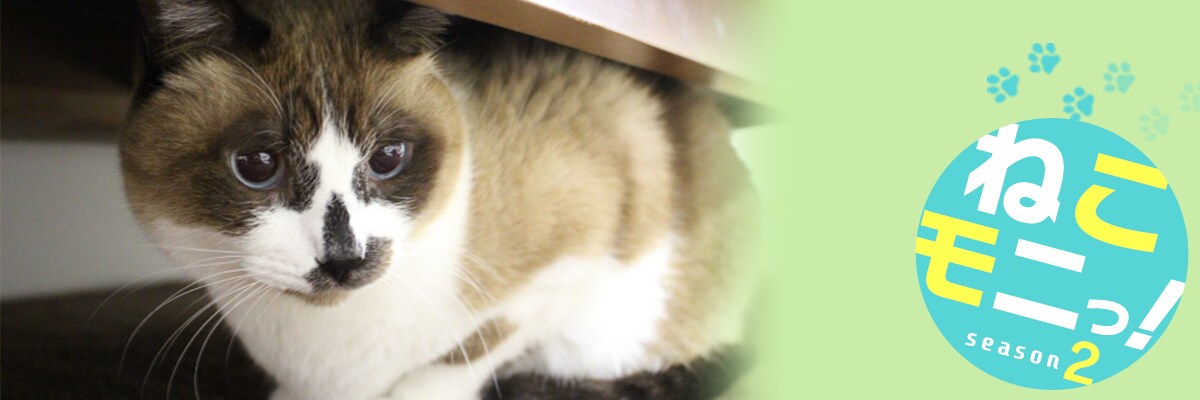 �����炭���̕��}�����K��