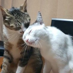 ����