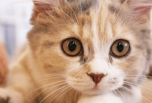 ��
