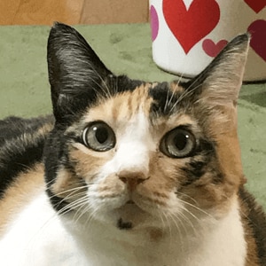 �̂��g���ċC������`����