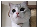 うに