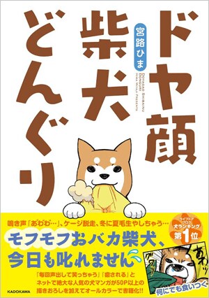 書籍『ドヤ顔 柴犬どんぐり』