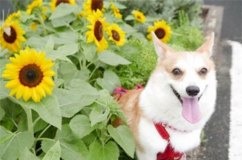 �E�F���V���E�R�[�M�[�E�y���u���[�N