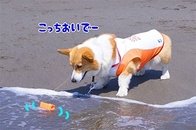 �C�͍L���� �傫���ȁ`��