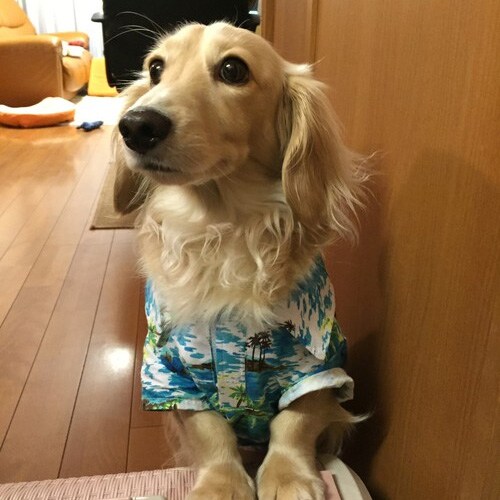 佳作