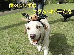 僕のシッポはマダム・キラーだな