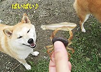 �΂��΂���