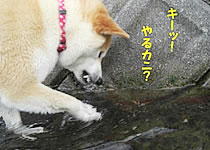キーツ!やるカニ?