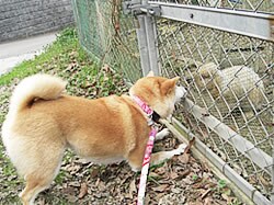 ウサギさん