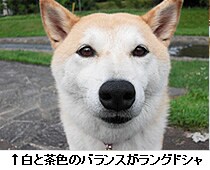 ���ƒ��F�̃o�����X�������O�h�V��