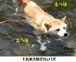 ������D���J�b�p��