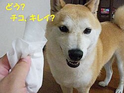�ǂ��H�`�R�A�L���C�H