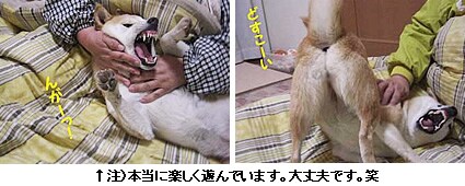 本当に楽しく遊んでいます。大丈夫です。笑