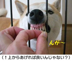 �ォ�炠����Ηǂ��񂶂�Ȃ��H