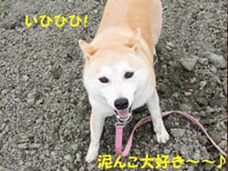 ���]�k����œD�񂱗V�т���D��