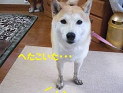 ���`��ȕ��ɃA�������D���炯�ɂȂ鎖�Ȃ�ē��풃�ю��Ȃ�ł��B