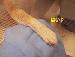�������^�I���ł̓�x�@��
