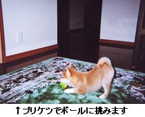 ���v���P�c�Ń{�[���ɒ��݂܂�