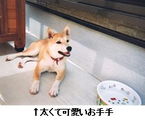 �������ĉ��������
