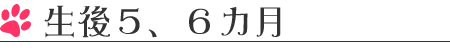 生後5、6カ月