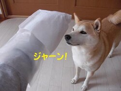 �r�j�[���܂̏�Ɏ��܂��d�Ȃ��Ă���\���ł���B