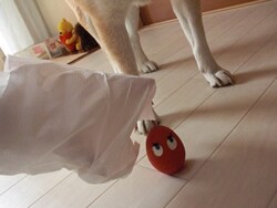 �����āB�������炪�u�t���L���b�`���[�v����̖{�̔����ł���B