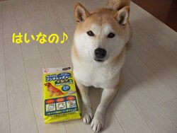 �u�y�[�p�[�t���L���b�`���[�v�������āA�����ς������ς����o�������悤�ˁ�