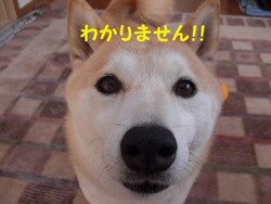 わかりません!!