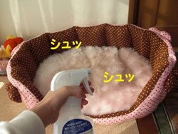 シュツ