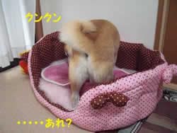 クンクン あれ?