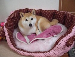 天然成分だから、安心して何回も使えるね♪