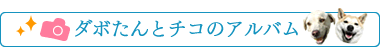 ダボたんとチコのアルバム