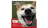 いつもいっしょ 〜柴犬のチコ。〜