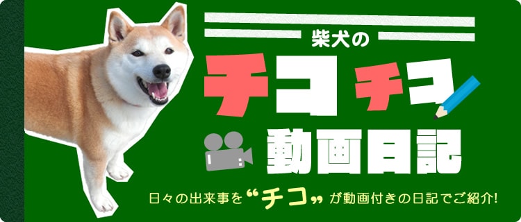 ブログ「柴犬のチコ。」の 柴犬のチコチコ動画日記