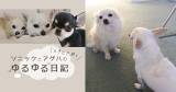 Original.png?jp.co