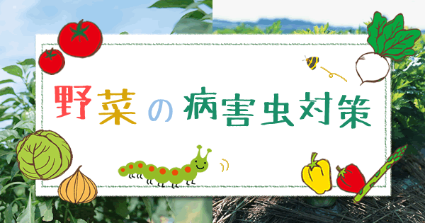 Original.png?jp.co