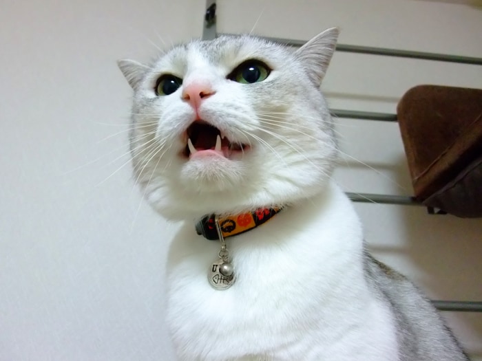 �L�̖����Ƃ����΁H�H