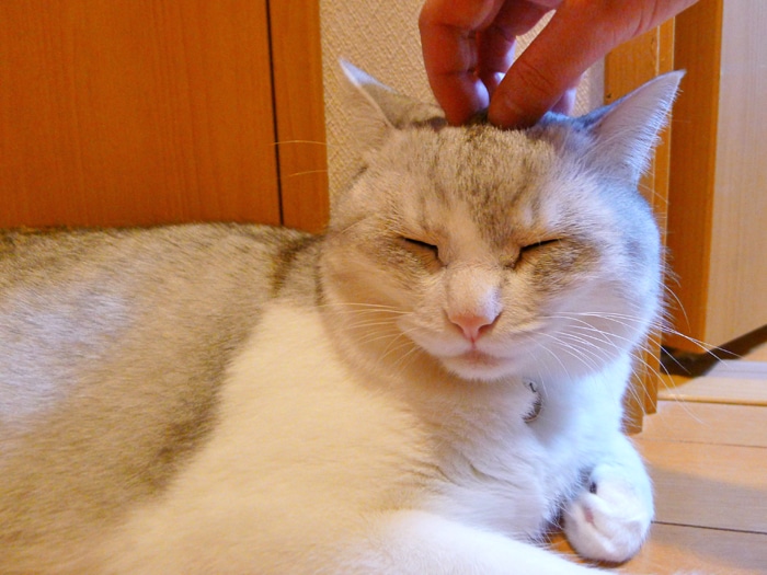 �����̉��I�L�̃S���S�����̔閧��
