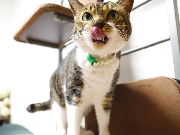�C���C�������N���N�ɕς����Ⴈ���I