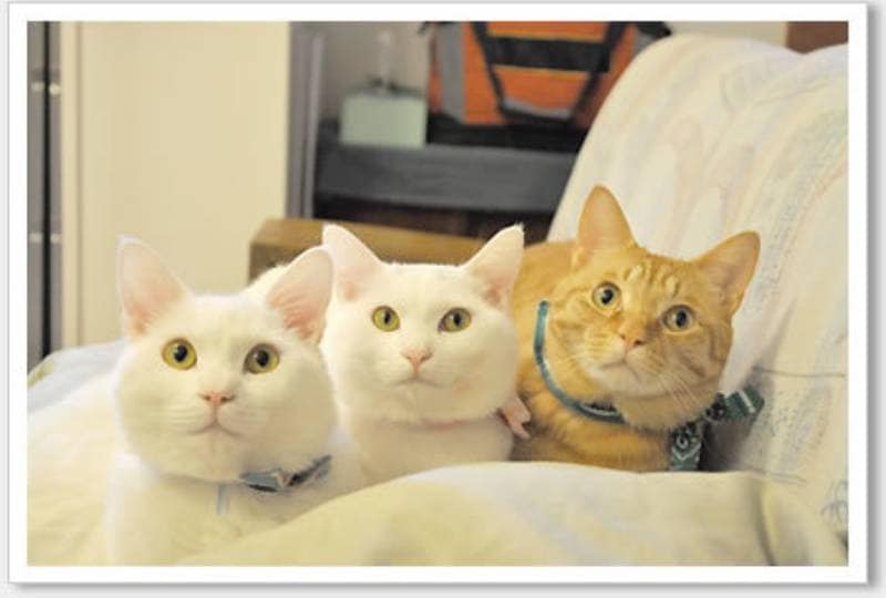 ブログ「What's Michael? That's Michael！」の猫ちゃんたちに聞きまし