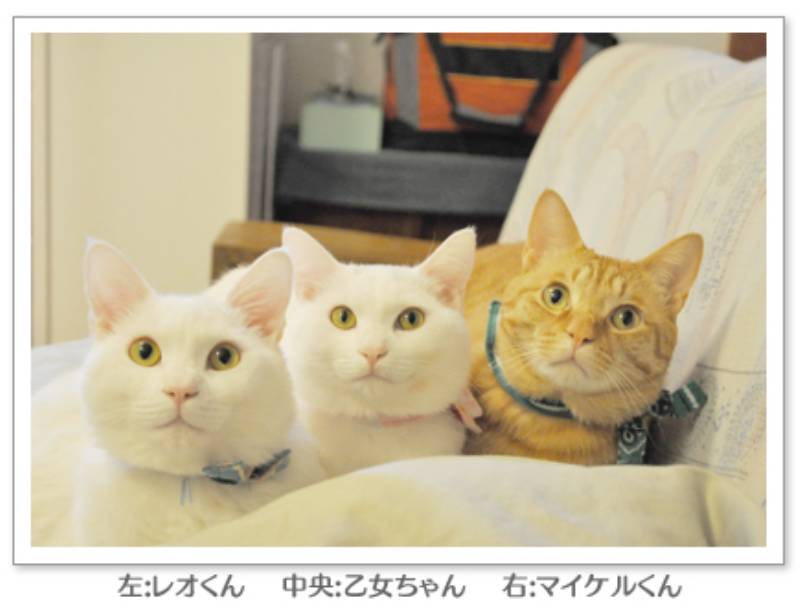 ブログ「What's Michael? That's Michael！」の猫ちゃんたちに聞きまし