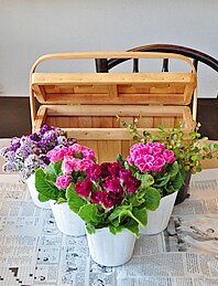 春が咲く、ピンクバスケットの寄せ植え | アイリスプラザ_メディア