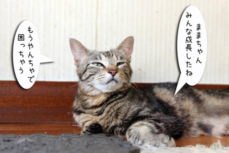 ままちゃんお疲れ様～ちゃとらとはちわれマンガ日記 | アイリスプラザ_