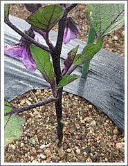 �摜