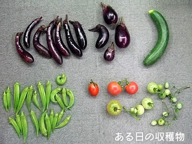 ある日の収穫物