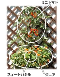 木原先生の「おいしい寄せ植え講座」