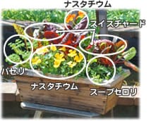木原先生の「おいしい寄せ植え講座」