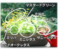 木原先生の「おいしい寄せ植え講座」