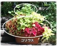 木原先生の「おいしい寄せ植え講座」
